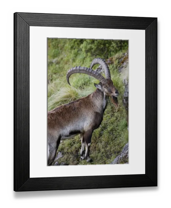 Framed Print : Aethiopischer Steinbock (Capra walie) im Simien Nationalpark Framed Print : Aethiopischer Steinbock (Capra walie) im Simien Nationalpark