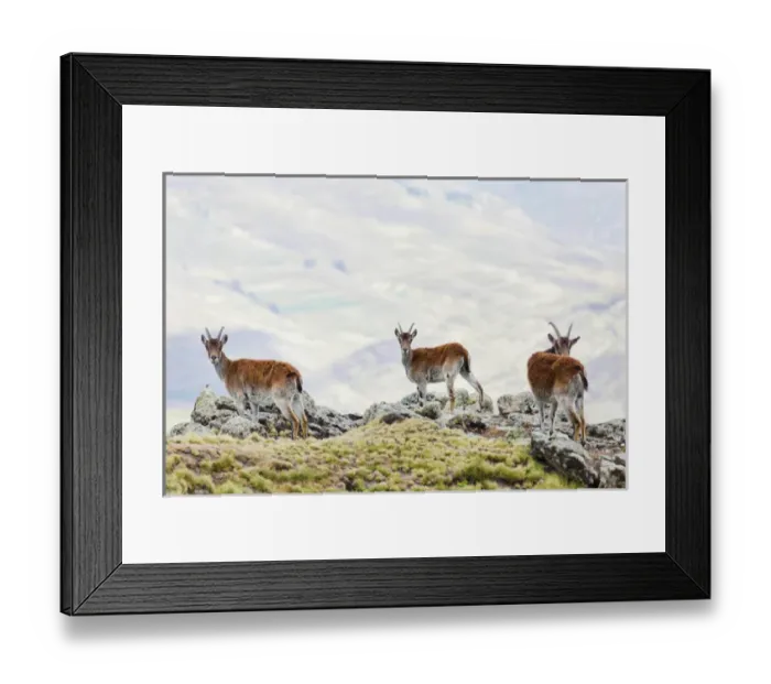 Framed Print : Walia Ibex (Capra walie), Semien Mountains National Park, Ethiopia Framed Print : Walia Ibex (Capra walie), Semien Mountains National Park, Ethiopia