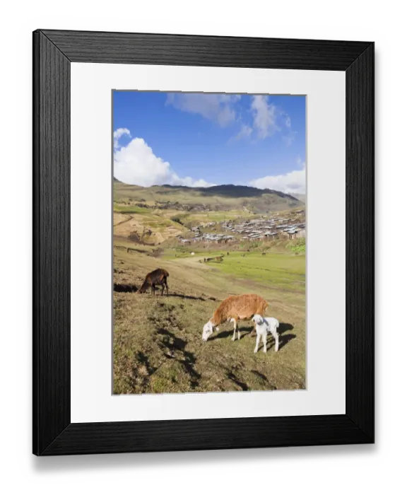 Framed Print : Herds grazing near the village of Arkwasiye in the Highlands of Ethiopia