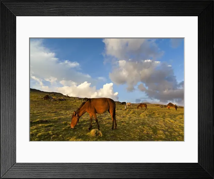 Framed Print : Herd of horses in the Highlands of Ethiopia
