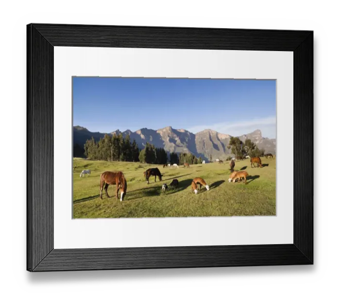Framed Print : Herds grazing near the village of Amiwalka in the highlands of Ethiopia