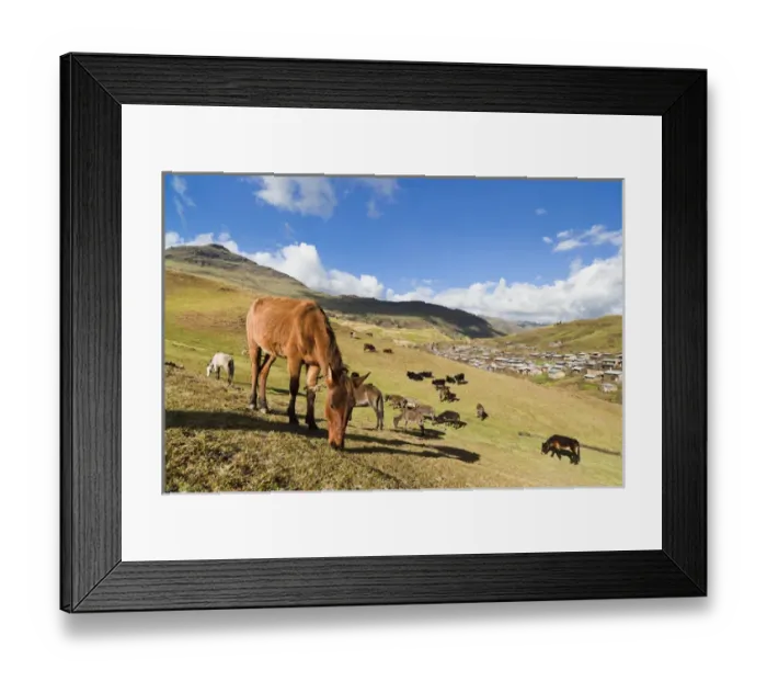Framed Print : Herds grazing near the village of Arkwasiye in the Highlands of Ethiopia Framed Print : Herds grazing near the village of Arkwasiye in the Highlands of Ethiopia