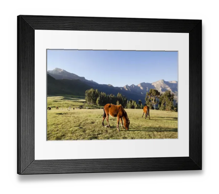 Framed Print : Herds grazing near the village of Amiwalka in the highlands of Ethiopia