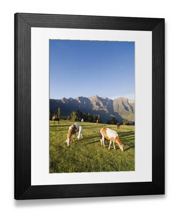 Framed Print : Herds grazing near the village of Amiwalka in the highlands of Ethiopia Framed Print : Herds grazing near the village of Amiwalka in the highlands of Ethiopia