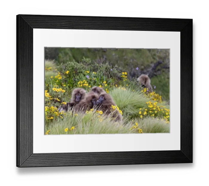 Framed Print : Gelada, Gelada Baboon (Theropithecus gelada), Ethiopia Framed Print : Gelada, Gelada Baboon (Theropithecus gelada), Ethiopia
