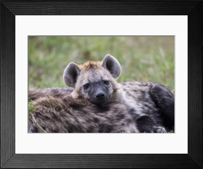 Framed Print : Spotted Hyena, Masai Mara, Kenya, Africa