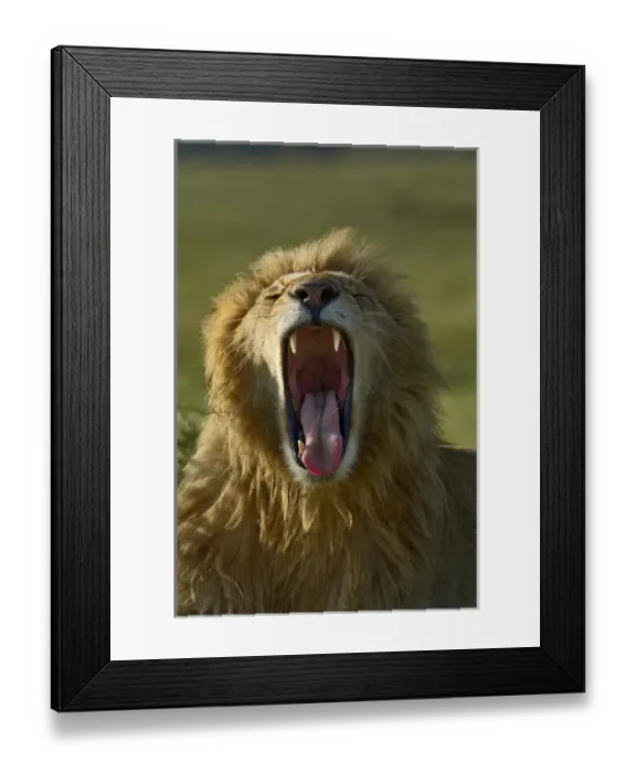 Framed Print : Adult male lion, Masai Mara, Kenya, Africa Framed Print : Adult male lion, Masai Mara, Kenya, Africa