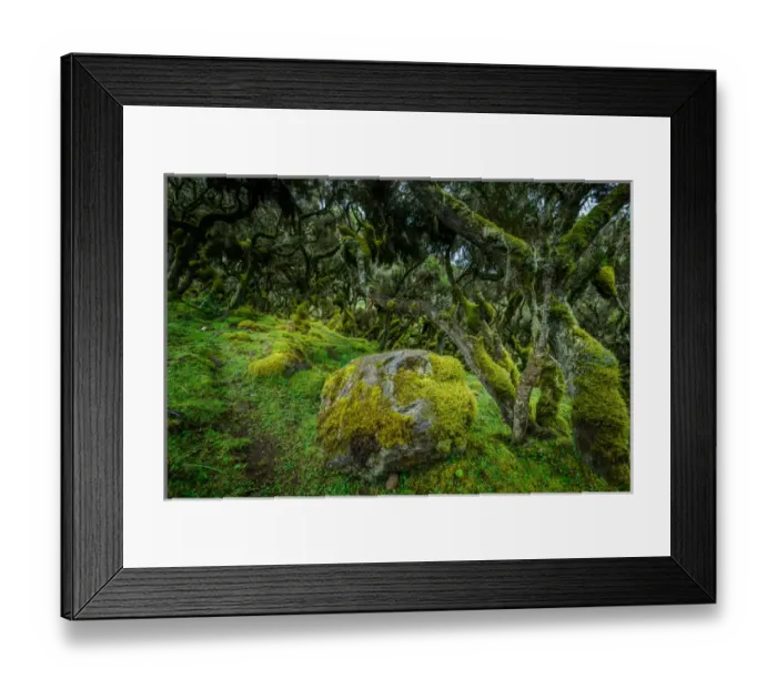 Framed Print : The Harenna forest. Bale Mountains National Park. Ethiopia Framed Print : The Harenna forest. Bale Mountains National Park. Ethiopia