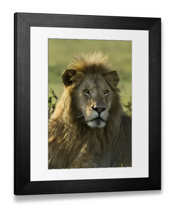 Framed Print : Adult male lion, Masai Mara, Kenya, Africa Framed Print : Adult male lion, Masai Mara, Kenya, Africa