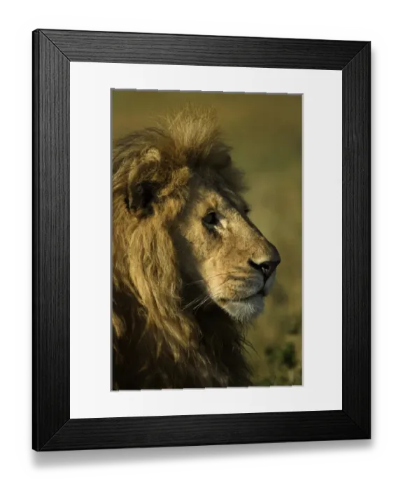 Framed Print : Adult male lion, Masai Mara, Kenya, Africa Framed Print : Adult male lion, Masai Mara, Kenya, Africa