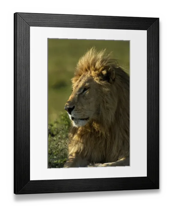 Framed Print : Adult male lion, Masai Mara, Kenya, Africa Framed Print : Adult male lion, Masai Mara, Kenya, Africa