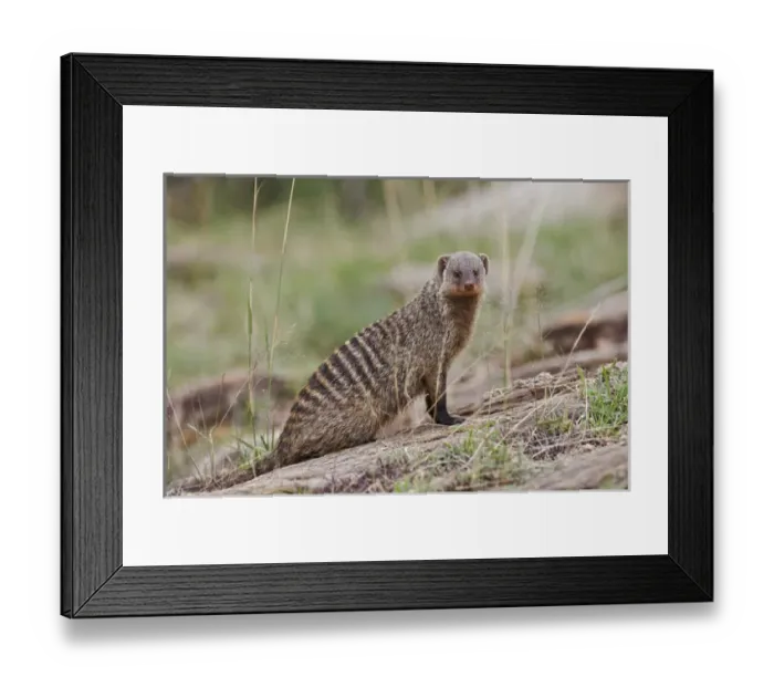 Framed Print : Banded Mongoose, Masai Mara, Kenya, Africa