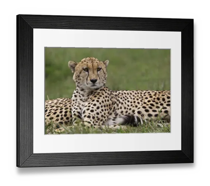 Framed Print : Cheetah resting, Masai Mara, Kenya, Africa