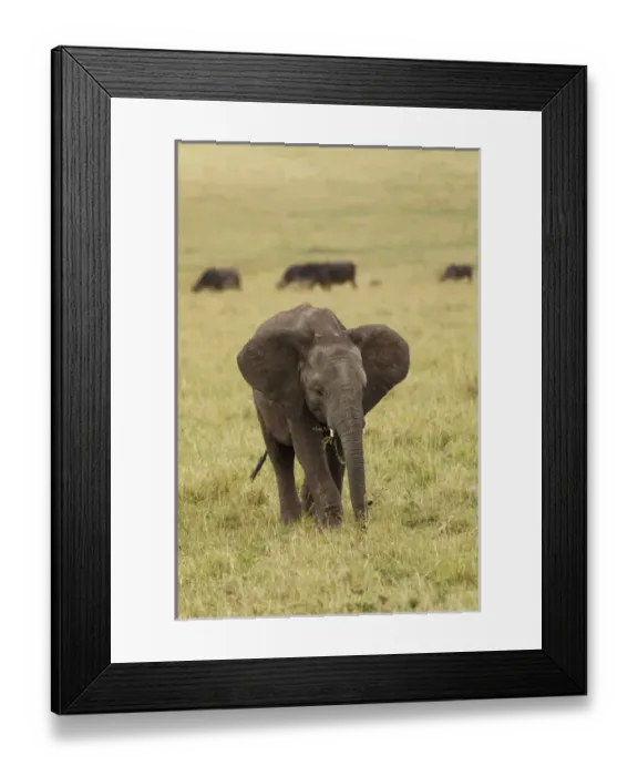 Framed Print : African elephant, Masai Mara, Kenya, Africa