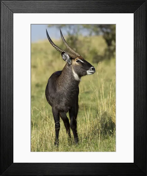 Framed Print : Common Waterbuck, Masai Mara, Kenya, Africa