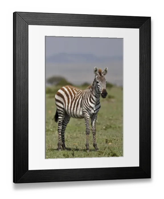 Framed Print : Burchells Zebra, Masai Mara, Kenya, Africa