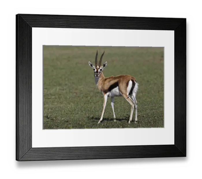 Framed Print : Thomsons Gazelle, Masai Mara, Kenya, Africa Framed Print : Thomsons Gazelle, Masai Mara, Kenya, Africa
