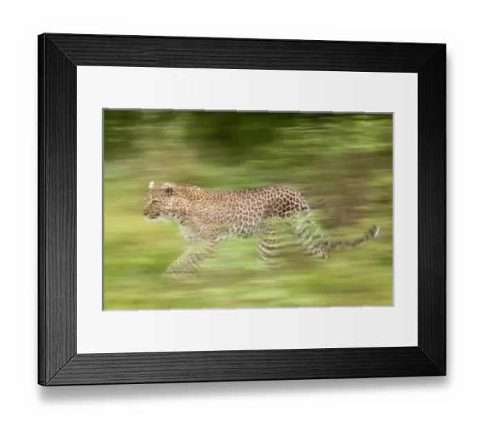 Framed Print : Leopard in motion, Masai Mara, Kenya, Africa Framed Print : Leopard in motion, Masai Mara, Kenya, Africa