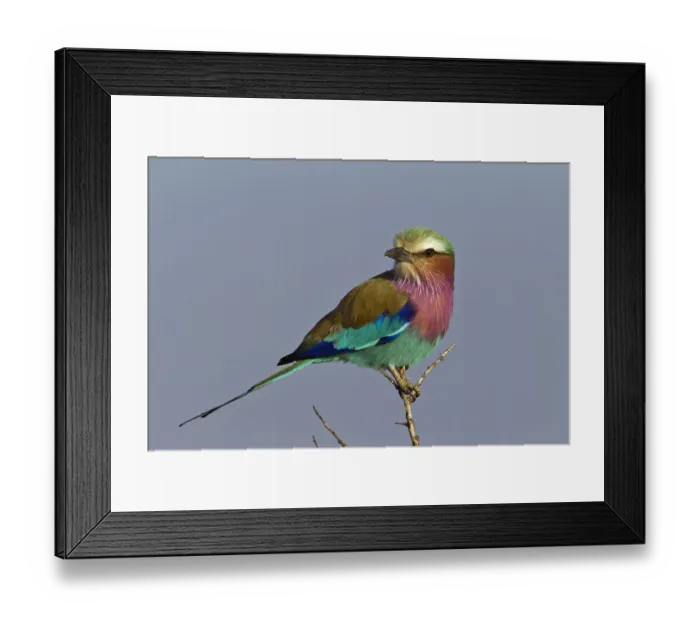 Framed Print : Lilac-breasted Roller, Masai Mara, Kenya Framed Print : Lilac-breasted Roller, Masai Mara, Kenya