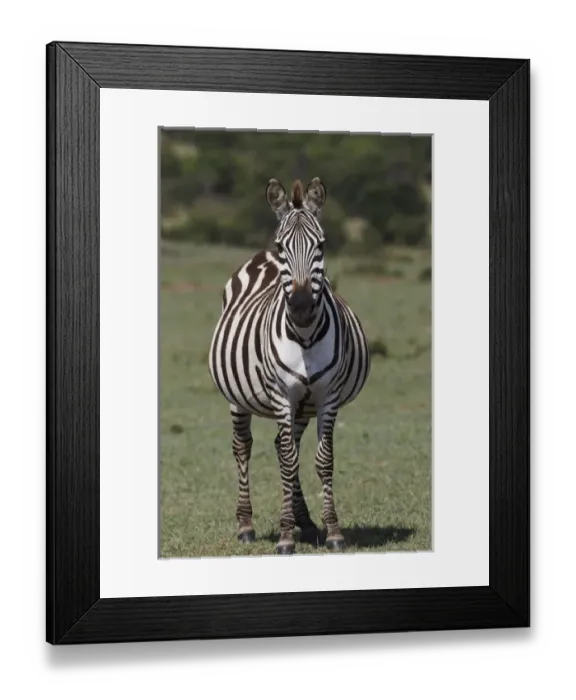 Framed Print : Burchells Zebra, Masai Mar, Kenya, Africa Framed Print : Burchells Zebra, Masai Mar, Kenya, Africa