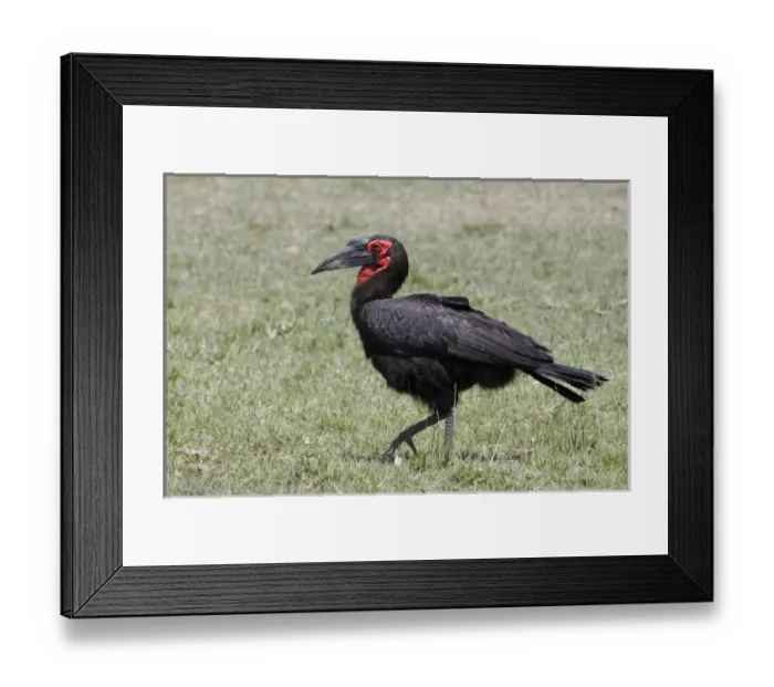 Framed Print : Southern Ground Hornbill, Masai Mara, Kenya, Africa