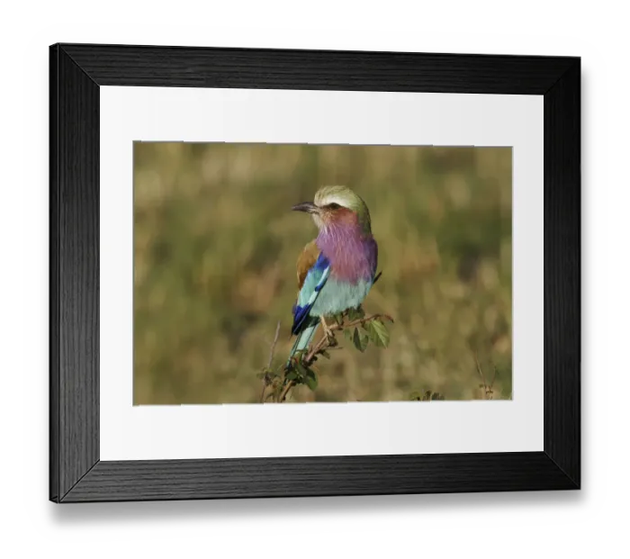 Framed Print : Lilac-breasted Roller, Masai Mara, Kenya Framed Print : Lilac-breasted Roller, Masai Mara, Kenya