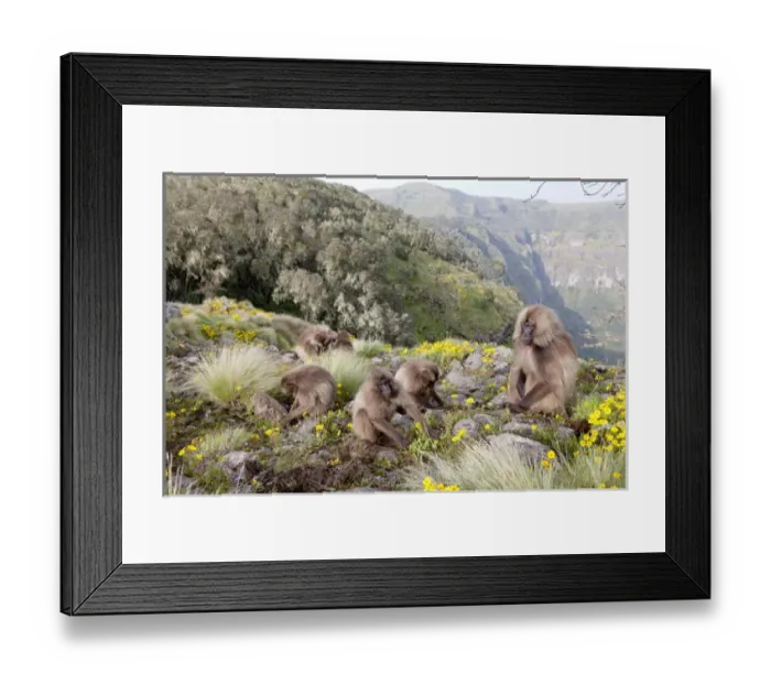 Framed Print : Gelada, Gelada Baboon (Theropithecus gelada), Ethiopia Framed Print : Gelada, Gelada Baboon (Theropithecus gelada), Ethiopia