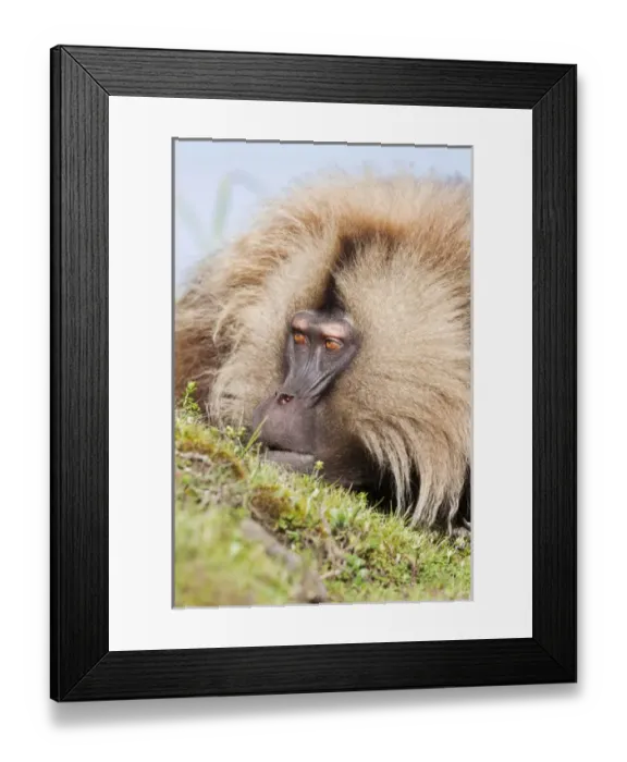 Framed Print : Gelada, Gelada Baboon (Theropithecus gelada), Ethiopia Framed Print : Gelada, Gelada Baboon (Theropithecus gelada), Ethiopia