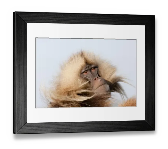 Framed Print : Gelada, Gelada Baboon (Theropithecus gelada), Ethiopia Framed Print : Gelada, Gelada Baboon (Theropithecus gelada), Ethiopia