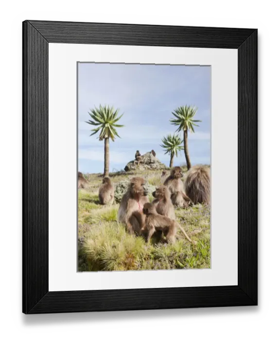 Framed Print : Gelada, Gelada Baboon (Theropithecus gelada), Ethiopia Framed Print : Gelada, Gelada Baboon (Theropithecus gelada), Ethiopia