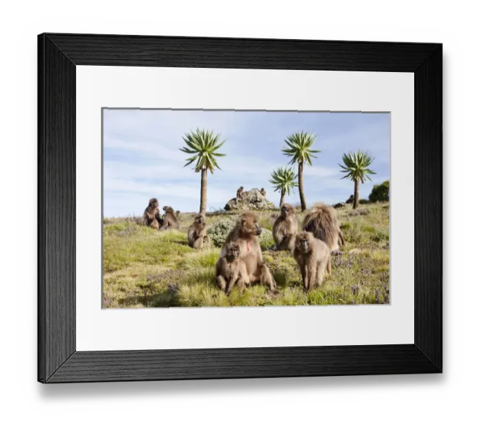 Framed Print : Gelada, Gelada Baboon (Theropithecus gelada), Ethiopia