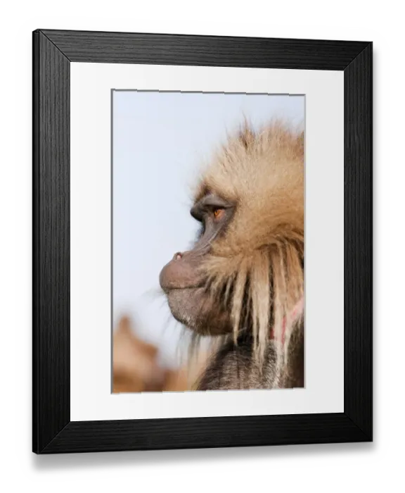 Framed Print : Gelada, Gelada Baboon (Theropithecus gelada), Ethiopia Framed Print : Gelada, Gelada Baboon (Theropithecus gelada), Ethiopia