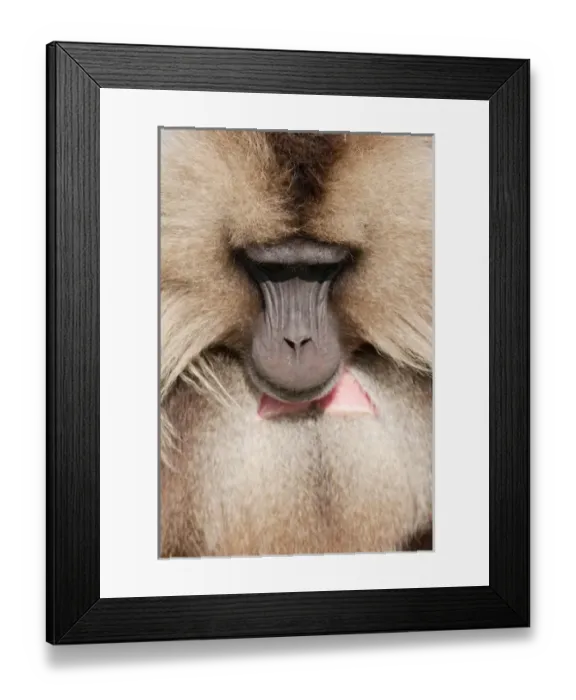 Framed Print : Gelada, Gelada Baboon (Theropithecus gelada), Ethiopia Framed Print : Gelada, Gelada Baboon (Theropithecus gelada), Ethiopia