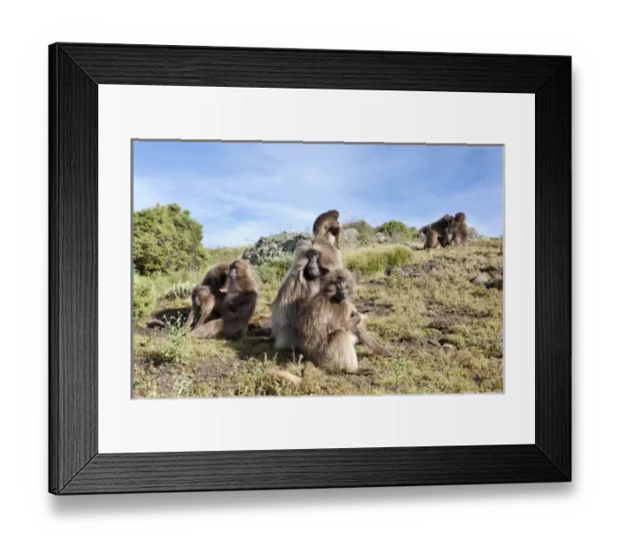 Framed Print : Gelada, Gelada Baboon (Theropithecus gelada), Ethiopia Framed Print : Gelada, Gelada Baboon (Theropithecus gelada), Ethiopia