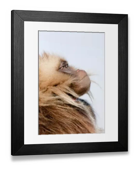 Framed Print : Gelada, Gelada Baboon (Theropithecus gelada), Ethiopia Framed Print : Gelada, Gelada Baboon (Theropithecus gelada), Ethiopia
