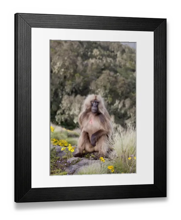 Framed Print : Gelada, Gelada Baboon (Theropithecus gelada), Ethiopia