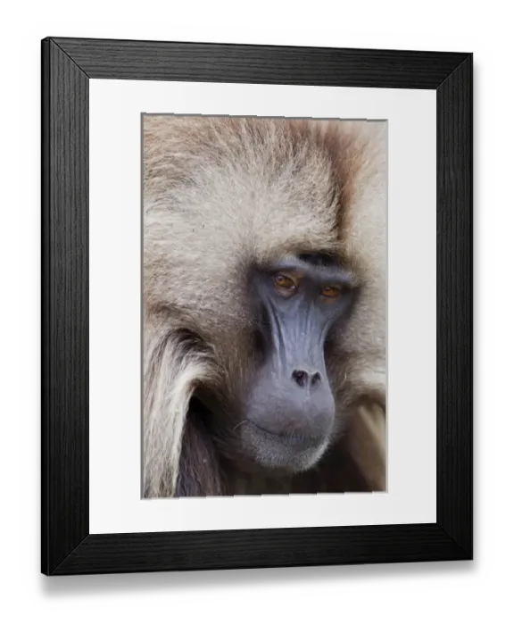 Framed Print : Gelada, Gelada Baboon (Theropithecus gelada), Ethiopia Framed Print : Gelada, Gelada Baboon (Theropithecus gelada), Ethiopia