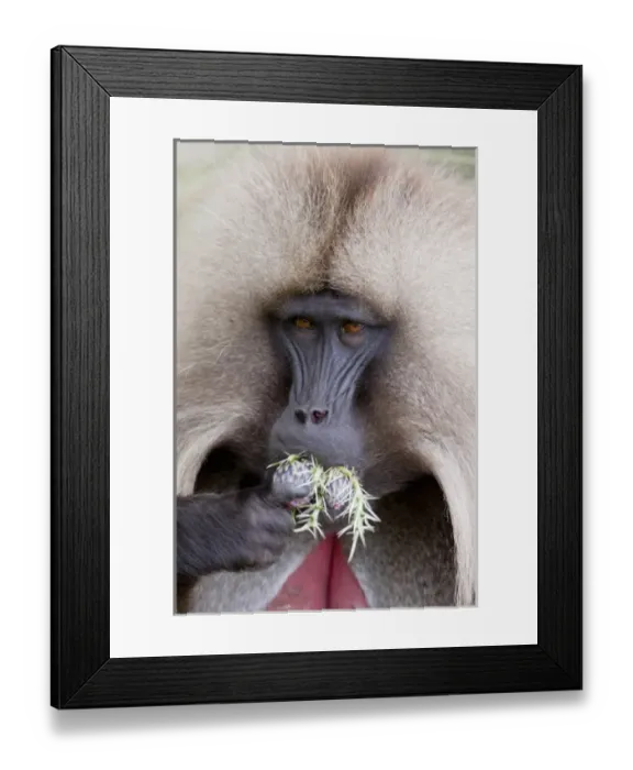 Framed Print : Gelada, Gelada Baboon (Theropithecus gelada), Ethiopia Framed Print : Gelada, Gelada Baboon (Theropithecus gelada), Ethiopia