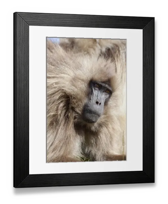 Framed Print : Gelada, Gelada Baboon (Theropithecus gelada), Ethiopia Framed Print : Gelada, Gelada Baboon (Theropithecus gelada), Ethiopia