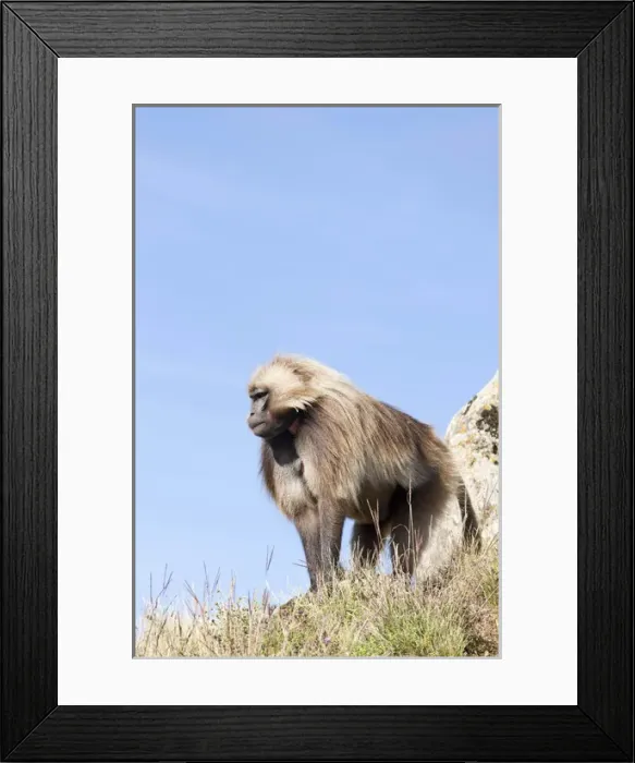 Framed Print : Gelada, Gelada Baboon (Theropithecus gelada), Ethiopia Framed Print : Gelada, Gelada Baboon (Theropithecus gelada), Ethiopia