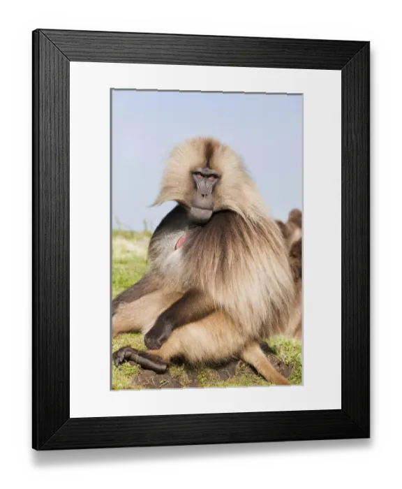 Framed Print : Gelada, Gelada Baboon (Theropithecus gelada), Ethiopia Framed Print : Gelada, Gelada Baboon (Theropithecus gelada), Ethiopia