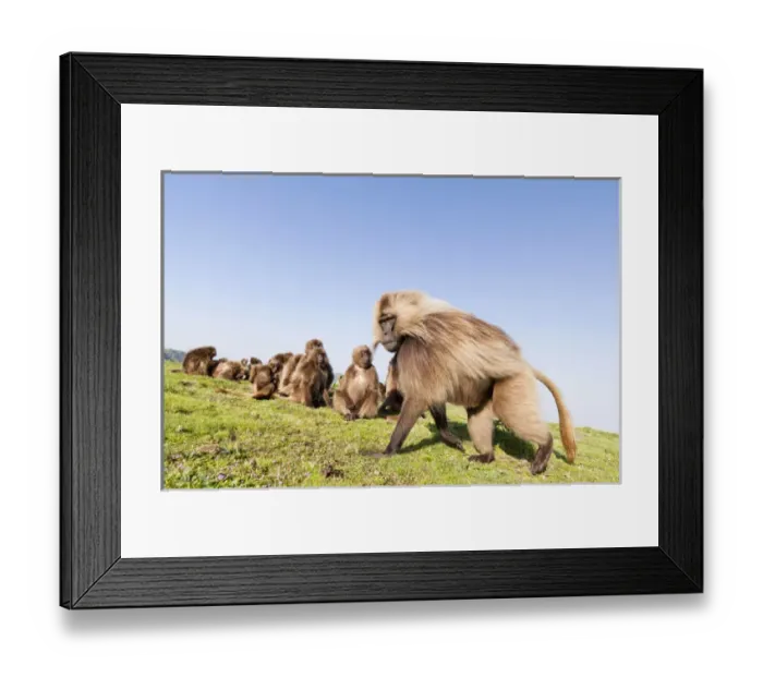 Framed Print : Gelada, Gelada Baboon (Theropithecus gelada), Ethiopia Framed Print : Gelada, Gelada Baboon (Theropithecus gelada), Ethiopia