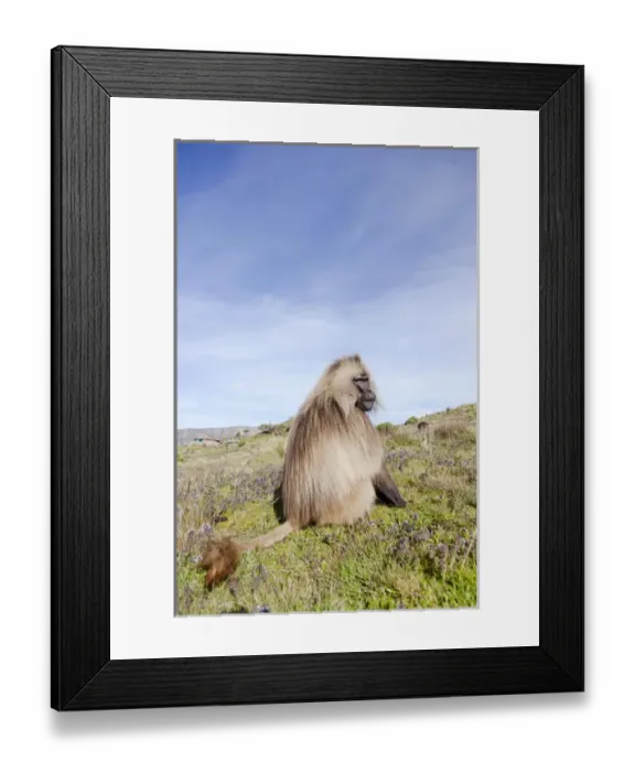 Framed Print : Gelada, Gelada Baboon (Theropithecus gelada), Ethiopia