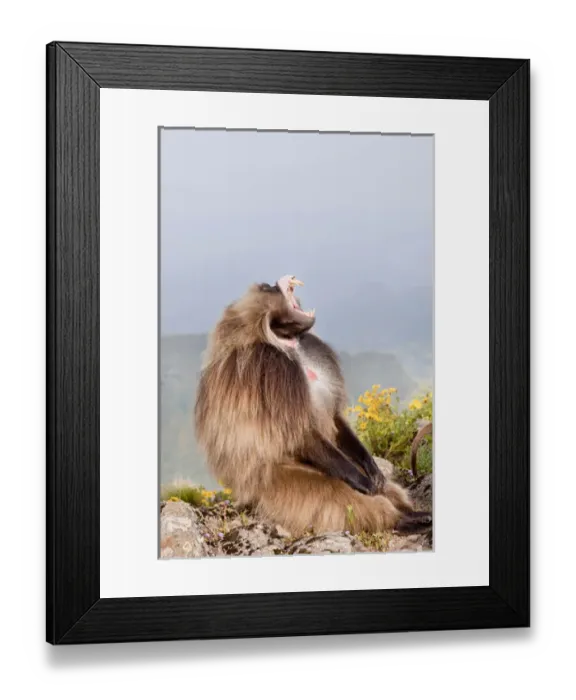 Framed Print : Gelada, Gelada Baboon (Theropithecus gelada), Ethiopia Framed Print : Gelada, Gelada Baboon (Theropithecus gelada), Ethiopia