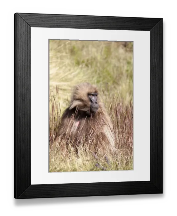 Framed Print : Gelada, Gelada Baboon (Theropithecus gelada), Ethiopia Framed Print : Gelada, Gelada Baboon (Theropithecus gelada), Ethiopia