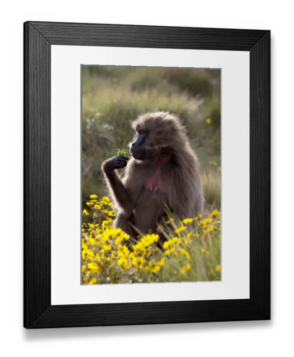 Framed Print : Gelada, Gelada Baboon (Theropithecus gelada), Ethiopia Framed Print : Gelada, Gelada Baboon (Theropithecus gelada), Ethiopia