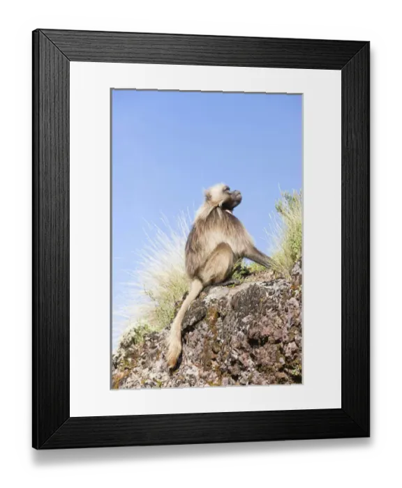Framed Print : Gelada, Gelada Baboon (Theropithecus gelada), Ethiopia Framed Print : Gelada, Gelada Baboon (Theropithecus gelada), Ethiopia