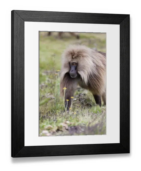 Framed Print : Gelada, Gelada Baboon (Theropithecus gelada), Ethiopia Framed Print : Gelada, Gelada Baboon (Theropithecus gelada), Ethiopia