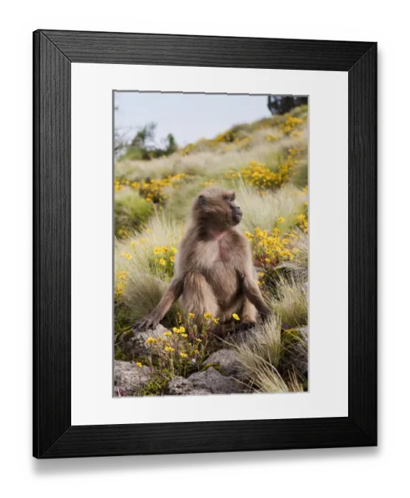 Framed Print : Gelada, Gelada Baboon (Theropithecus gelada), Ethiopia Framed Print : Gelada, Gelada Baboon (Theropithecus gelada), Ethiopia