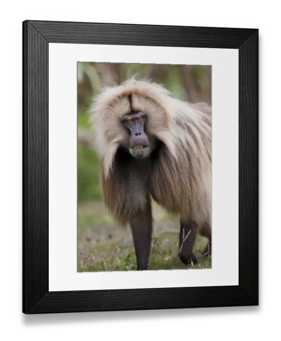 Framed Print : Gelada, Gelada Baboon (Theropithecus gelada), Ethiopia Framed Print : Gelada, Gelada Baboon (Theropithecus gelada), Ethiopia